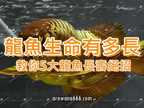 龍魚壽命|龍魚一年能長多大，能活多久